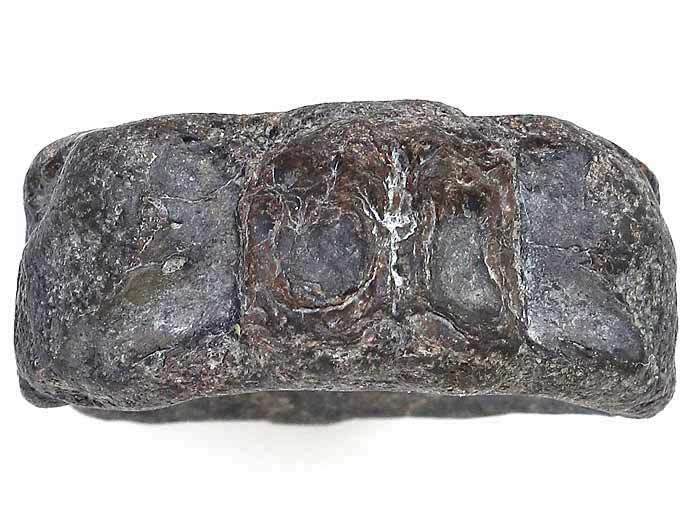 Vertbre fossile de poisson Pachycormiformes jurassique Boulonnais